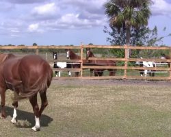 Mama Has A Baby So Rare, Even The Other Horses Gather Around In Awe