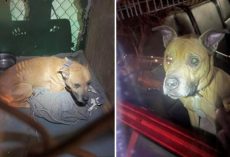 Owners of new home find starving, abandoned dog locked in closet