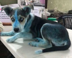Blue puppy turns up at animal hospital and stuns vets