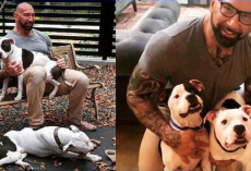 Pit bulls were separated after their owner abandoned them — until a Hollywood star came to to the rescue