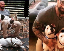 Pit bulls were separated after their owner abandoned them — until a Hollywood star came to to the rescue