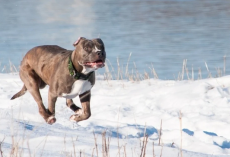 Dog Comes Back ‘Frantic’ And Soaking Wet, Begs Family To Follow Her To Nearby Dam