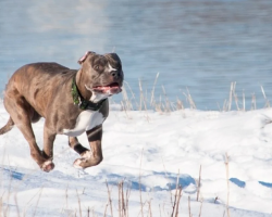 Dog Comes Back ‘Frantic’ And Soaking Wet, Begs Family To Follow Her To Nearby Dam