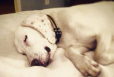 Dog’s Returned To Shelter 11 Times Before Staff Realizes He’s Had A Home All Along