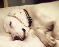 Dog’s Returned To Shelter 11 Times Before Staff Realizes He’s Had A Home All Along