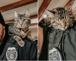 Police officer ‘arrests’ stray cat found on duty, then adopts her
