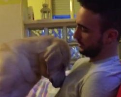 Man tries to tell his dog off – bursts into laughter after dog’s incredibly cute response