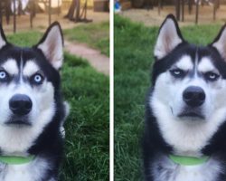 Woman Pretends To Throw Ball And Captures The Exact Moment Her Dog Realizes He Was Betrayed