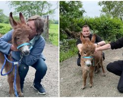 Update: Baby donkey stolen from farm found, reunited with worried mother