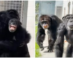 Chimpanzee has the sweetest reaction after seeing the sky for the first time after life of captivity