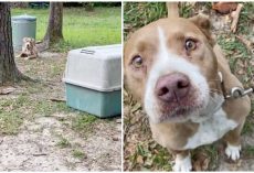 Couple moves in to new house and finds an abandoned dog tied up in their yard — gives her a new life