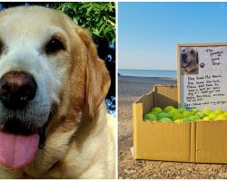 Grieving dog owner sets up free tennis ball stand in honor of “goodest of good dogs”