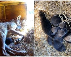 Litter of six critically endangered red wolf cubs born at zoo — welcome to the world