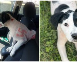Rescued puppy was found with swastikas drawn all over her body — now she’s looking for a new home