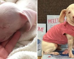 Pink puppy born deaf and blind becomes an inspiration for kids with differences