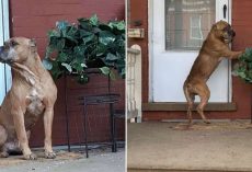 Abandoned dog waits on porch for weeks after family moves away and leaves him behind