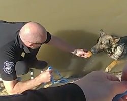 Police officers save German Shepherd from canal — with the help of a tasty muffin