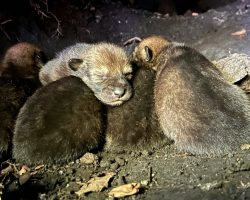 Critically endangered red wolf litter born in North Carolina wild, inspiring hope for species
