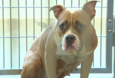 Scared pit bull is found left for dead in a cage, abandoned in dumpster in freezing weather