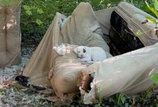 Rescued from squalor, dog can’t stop smiling for the people who saved her and her beloved babies