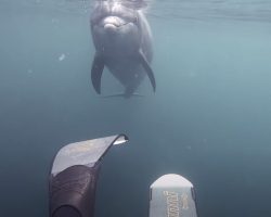 Dolphin Sees Diver Take Off His Fin, Brings Him Another One Next Visit