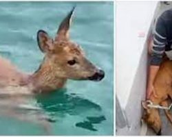 Fisherman rescues baby deer after finding it struggling in the water half a mile off the coast