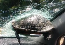 Unusual accident: Turtle crashes through car window and nearly decapitates passenger