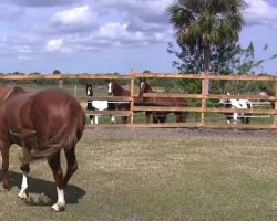 Horse gives birth to rare foal – you won’t believe the markings on her face