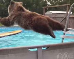 Grizzly bear belly flops into pool then turns around and gives camera huge smile