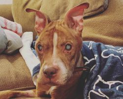 Blind pit bull regain her eyesight and sees her beloved foster parents for the first time