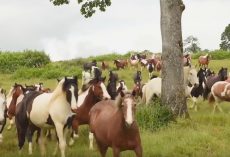 200 Rescued Horses Are Loving Life At Beautiful Sanctuary