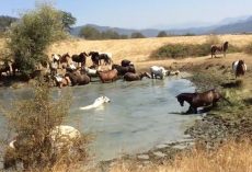 Rescue Horses Have A Pool Party At Beautiful Sanctuary