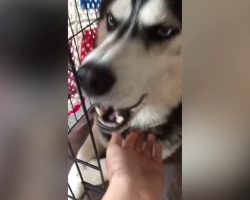 Clever Husky Won’t Be Tricked Into Taking His Medicine