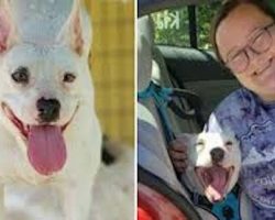 Senior pit bull finally gets adopted after 10 years in shelter