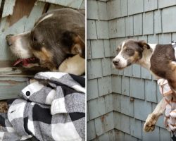 Stray Dog With Shredded Paws Finally Lets Rescuers Close Enough To Catch Her