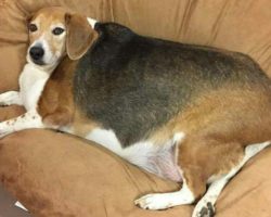 Overweight Beagle gets help shedding the pounds from kind hearted foster family
