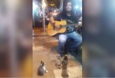 Kittens Are Adorable Audience For Street Musician