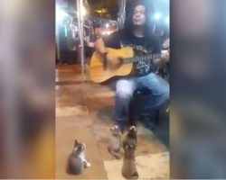 Kittens Are Adorable Audience For Street Musician