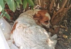 Small Dog Hid Away In The Bushes For Several Days Scared Of How She Felt