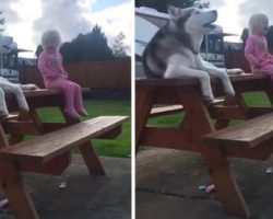Dog And Little Girl Have Conversation In Their Own Language