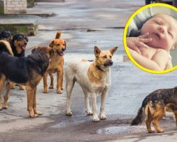 Stray dog rescues baby left to die in trash bag