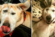 Dog with malformed face dumped by family: Then angel arrives and makes everything right