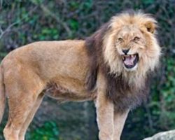 Young girl was beaten and held captive until 3 lions showed up