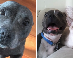 18 Pictures To Show People Who Are Scared Of Pit Bulls
