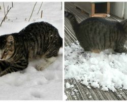 Cat who loves the snow can’t go outside anymore… so his owners surprise him by bringing it inside