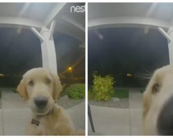 Smart dog escapes home, then rings doorbell to get back in