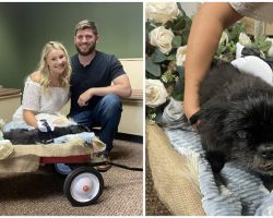 Couple gets married at the vet so elderly dog can be there for their wedding