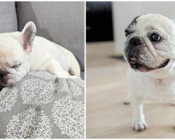 Manny the Frenchie, internet’s most famous French bulldog, has died at 12 — rest in peace
