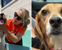 Thousands of beagles bred for testing arrive at shelters, begin to find new homes