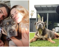 Dog who waited 400 days to find forever home gets adopted by ‘New Girl’ star Max Greenfield